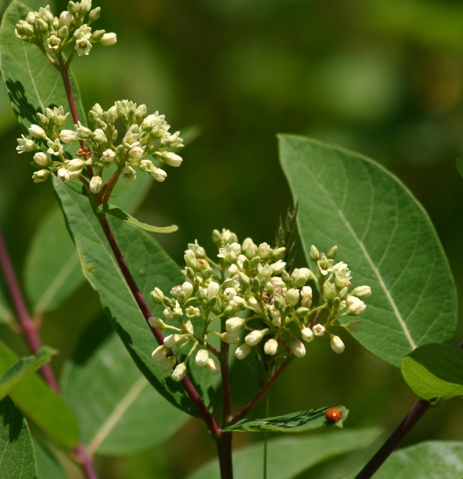 common milkweed pictures